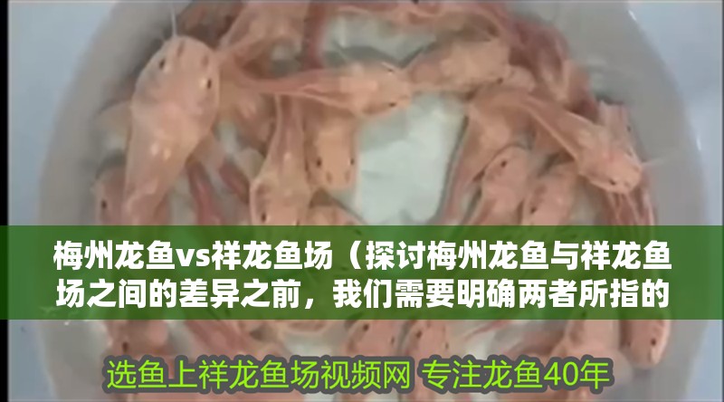 梅州龍魚vs祥龍魚場(探討梅州龍魚與祥龍魚場之間的差異之前,我們需要明確兩者所指的內容) 全國水族館企業名錄 第1張 梅州龍魚vs祥龍魚場(探討梅州龍魚與祥龍魚場之間的差異之前,我們需要明確兩者所指的內容) 梅州龍魚vs祥龍魚場(探討梅州龍魚與祥龍魚場之間的差異之前,我們需要明確兩者所指的內容) 全國水族館企業名錄 第1張