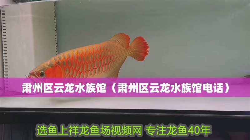肅州區(qū)云龍水族館（肅州區(qū)云龍水族館電話） 肅州區(qū)云龍水族館（肅州區(qū)云龍水族館電話） 全國水族館企業(yè)名錄 第1張