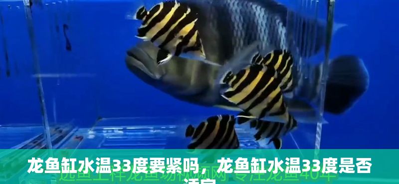 龍魚缸水溫33度要緊嗎，龍魚缸水溫33度是否適宜