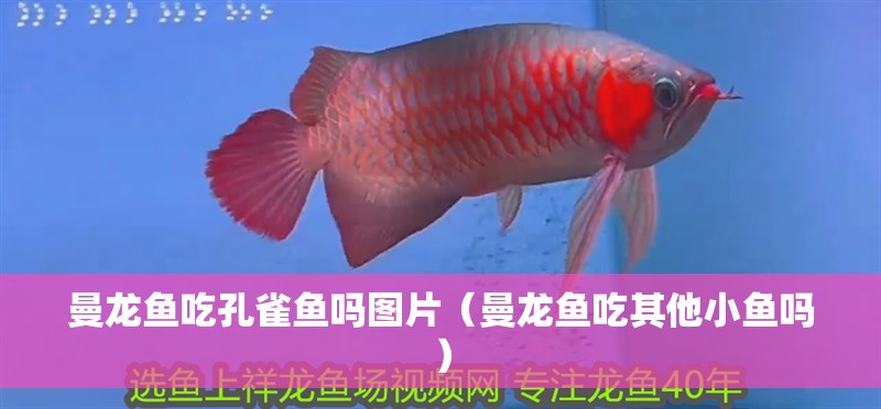 曼龍魚吃孔雀魚嗎圖片（曼龍魚吃其他小魚嗎）