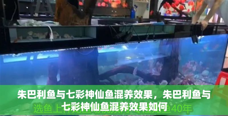 朱巴利魚與七彩神仙魚混養(yǎng)效果，朱巴利魚與七彩神仙魚混養(yǎng)效果如何