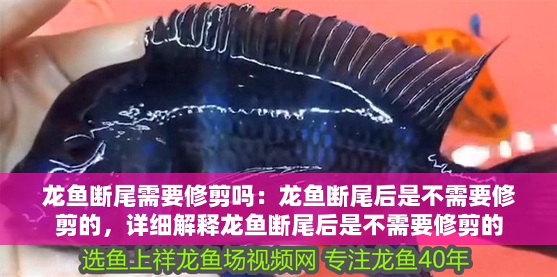 龍魚斷尾需要修剪嗎：龍魚斷尾后是不需要修剪的，詳細(xì)解釋龍魚斷尾后是不需要修剪的