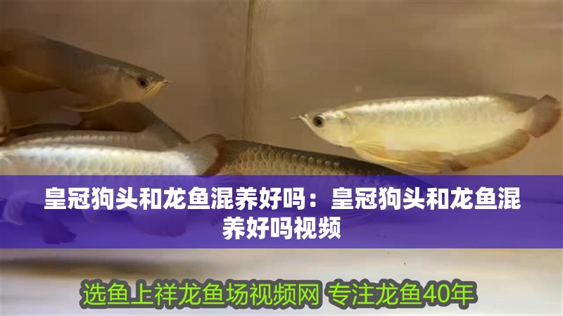 皇冠狗頭和龍魚混養好嗎：皇冠狗頭和龍魚混養好嗎視頻
