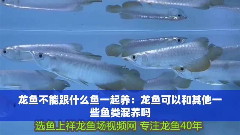 龍魚不能跟什么魚一起養：龍魚可以和其他一些魚類混養嗎