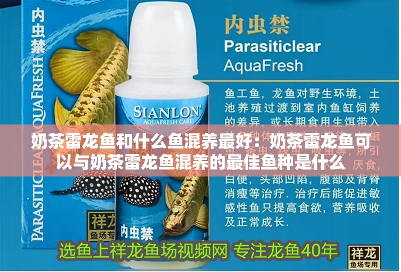 奶茶雷龍魚和什么魚混養最好：奶茶雷龍魚可以與奶茶雷龍魚混養的最佳魚種是什么