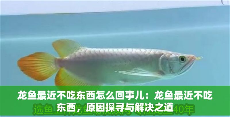 龍魚最近不吃東西怎么回事兒：龍魚最近不吃東西，原因探尋與解決之道
