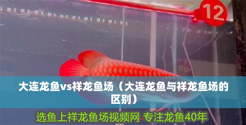 大連龍魚vs祥龍魚場（大連龍魚與祥龍魚場的區別）