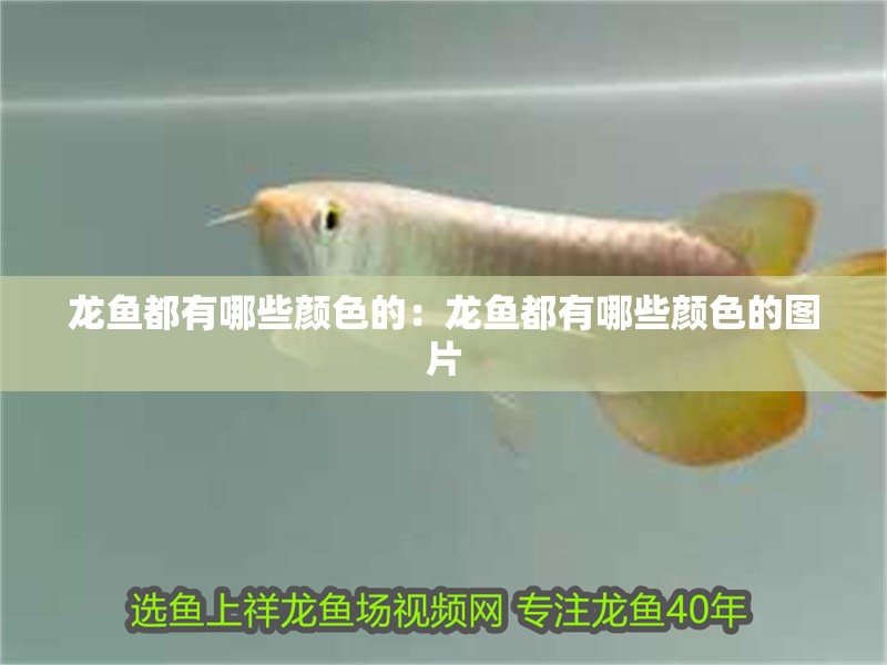 龍魚都有哪些顏色的：龍魚都有哪些顏色的圖片