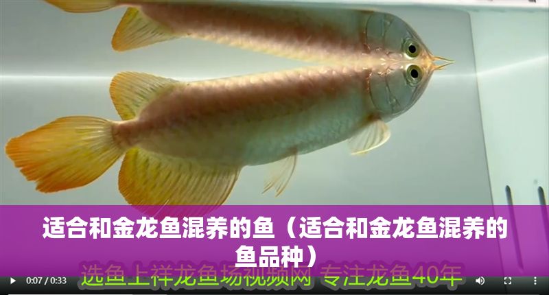 適合和金龍魚混養的魚（適合和金龍魚混養的魚品種）