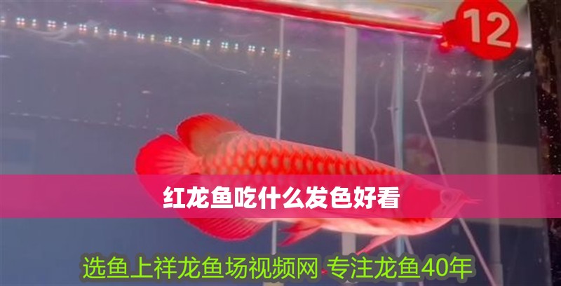 紅龍魚吃什么發(fā)色好看