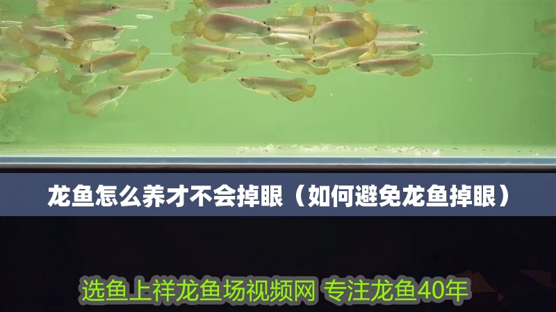 龍魚怎么養才不會掉眼（如何避免龍魚掉眼）