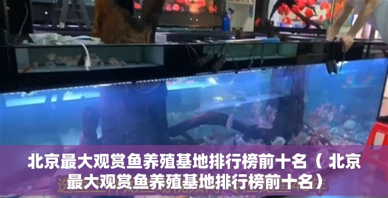 北京最大觀賞魚養(yǎng)殖基地排行榜前十名（ 北京最大觀賞魚養(yǎng)殖基地排行榜前十名）