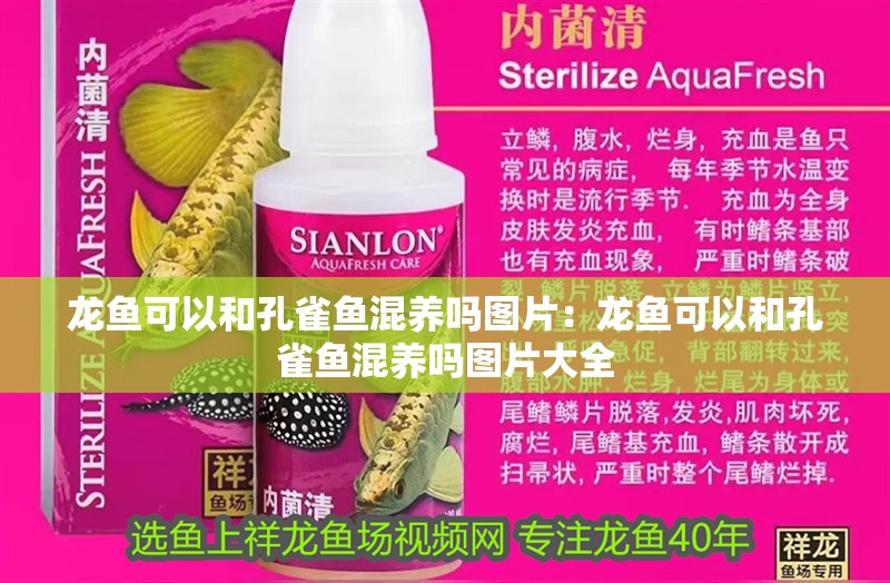 龍魚可以和孔雀魚混養(yǎng)嗎圖片：龍魚可以和孔雀魚混養(yǎng)嗎圖片大全