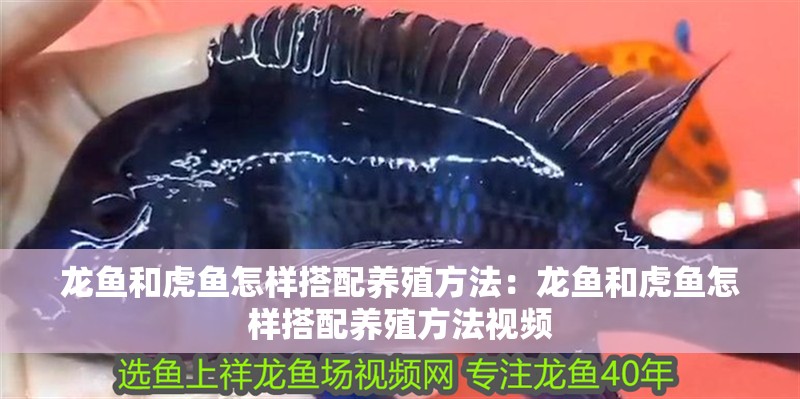 龍魚和虎魚怎樣搭配養(yǎng)殖方法：龍魚和虎魚怎樣搭配養(yǎng)殖方法視頻