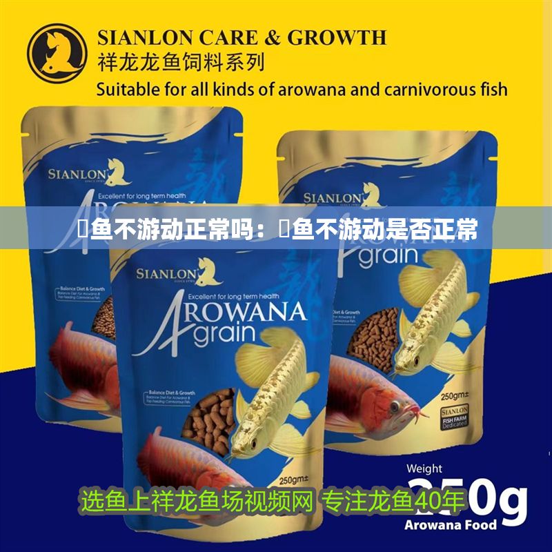 魟魚不游動正常嗎：魟魚不游動是否正常