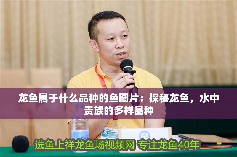 龍魚屬于什么品種的魚圖片：探秘龍魚，水中貴族的多樣品種