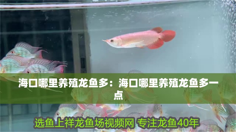 海口哪里養殖龍魚多：海口哪里養殖龍魚多一點 海口哪里養殖龍魚多：海口哪里養殖龍魚多一點 水族問答