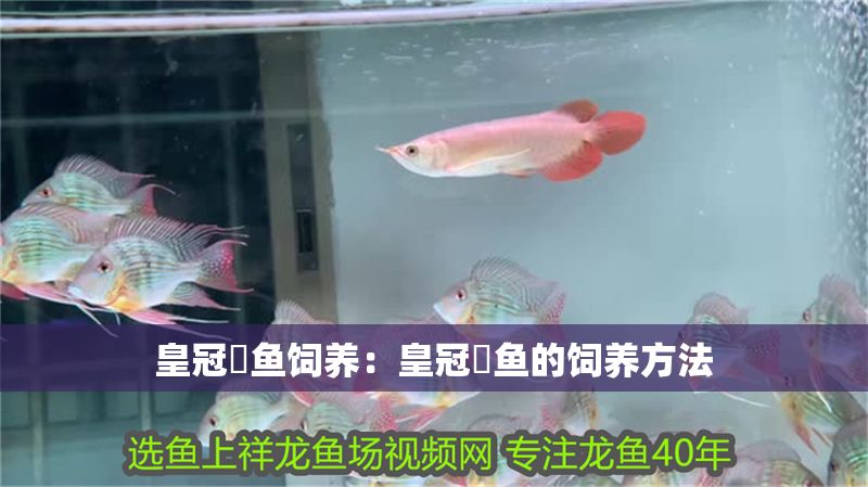 皇冠魟魚飼養(yǎng)：皇冠魟魚的飼養(yǎng)方法