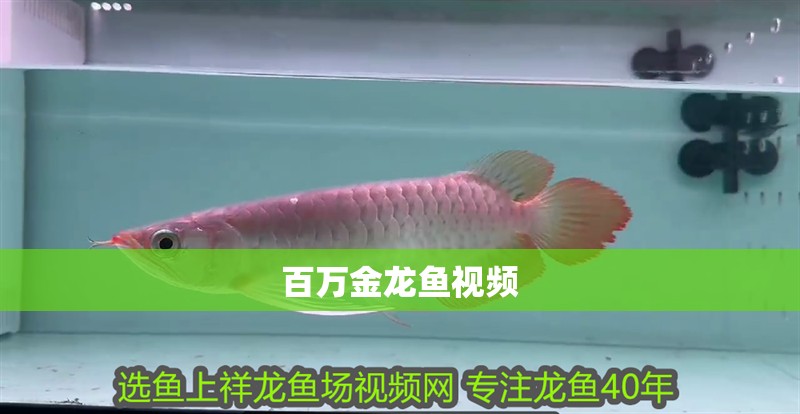 百萬金龍魚視頻