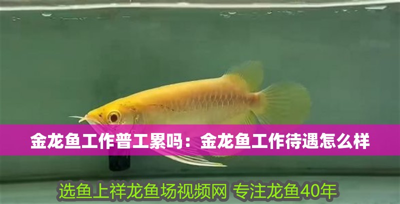 金龍魚工作普工累嗎:金龍魚工作待遇怎么樣 水族問答 金龍魚工作普工累嗎:金龍魚工作待遇怎么樣 金龍魚工作普工累嗎:金龍魚工作待遇怎么樣 水族問答