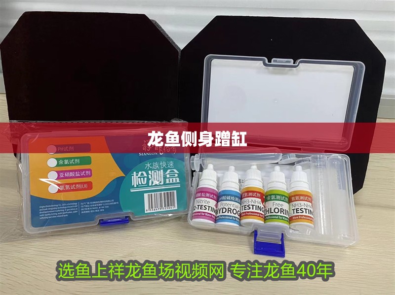 龍魚側(cè)身蹭缸