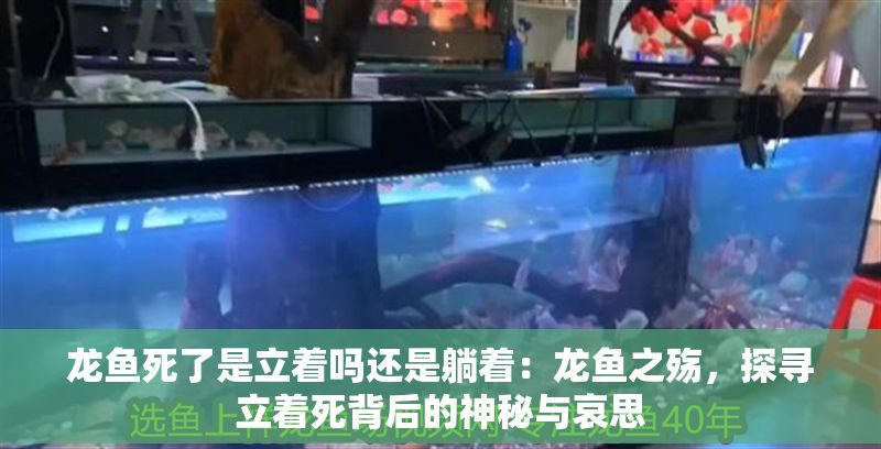 龍魚死了是立著嗎還是躺著：龍魚之殤，探尋立著死背后的神秘與哀思