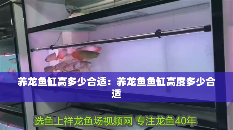 養(yǎng)龍魚缸高多少合適：養(yǎng)龍魚魚缸高度多少合適 養(yǎng)龍魚缸高多少合適：養(yǎng)龍魚魚缸高度多少合適 水族問答