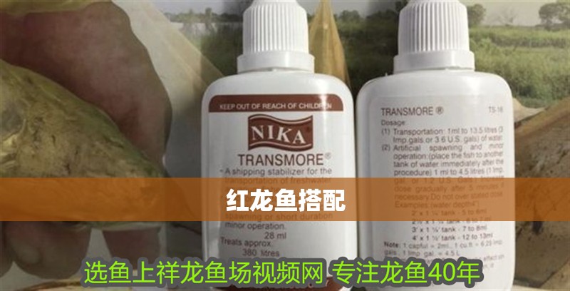 印尼虎魚(yú)多少溫度飼養(yǎng)最好:印尼虎魚(yú)多少溫度飼養(yǎng)最好印尼虎魚(yú)多少溫度飼養(yǎng)最好 紅龍魚(yú)搭配 龍魚(yú)百科 紅龍魚(yú)搭配 紅龍魚(yú)搭配 龍魚(yú)百科