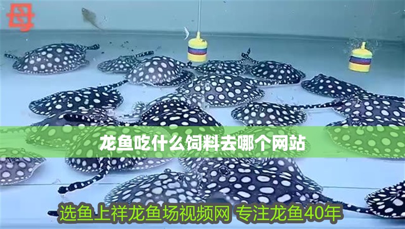 龍魚吃什么飼料去哪個網站 龍魚吃什么飼料去哪個網站 龍魚百科 第2張