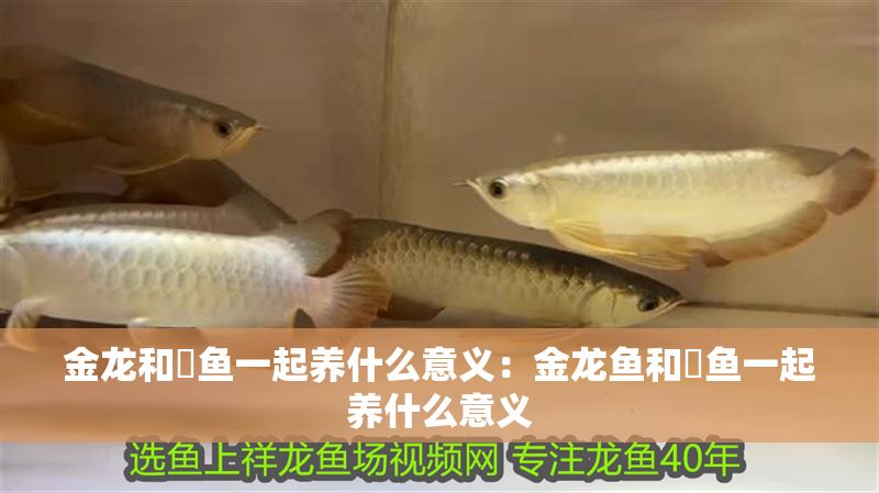 金龍和魟魚一起養什么意義：金龍魚和魟魚一起養什么意義