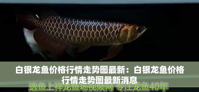 白銀龍魚價格行情走勢圖最新：白銀龍魚價格行情走勢圖最新消息