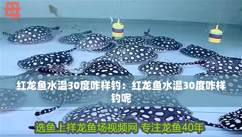 紅龍魚水溫30度咋樣釣：紅龍魚水溫30度咋樣釣呢