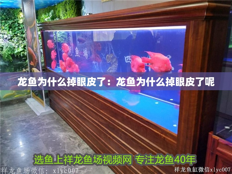 龍魚為什么掉眼皮了：龍魚為什么掉眼皮了呢