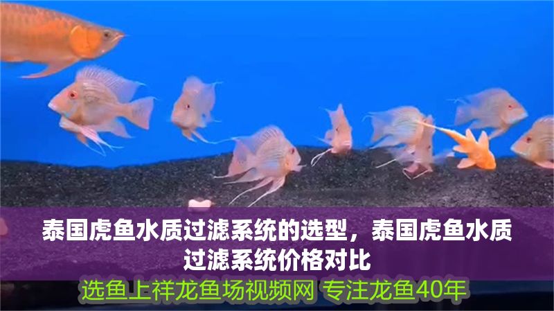 泰國虎魚水質過濾系統的選型，泰國虎魚水質過濾系統價格對比