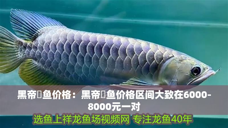黑帝魟魚價格：黑帝魟魚價格區間大致在6000-8000元一對