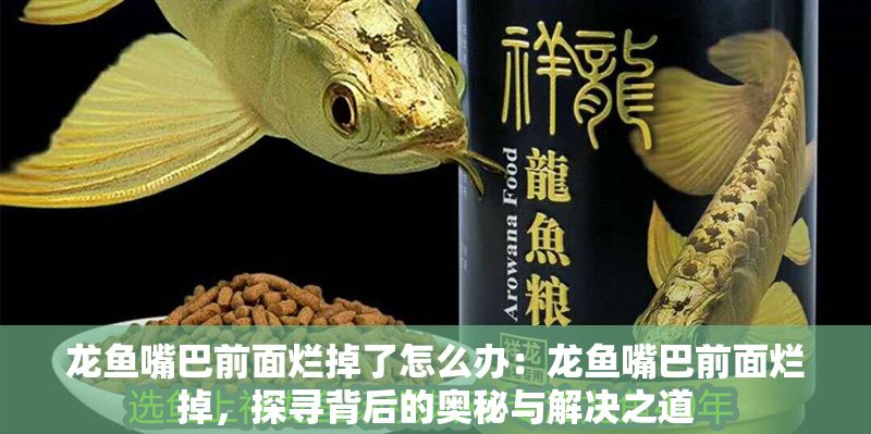 龍魚嘴巴前面爛掉了怎么辦：龍魚嘴巴前面爛掉，探尋背后的奧秘與解決之道