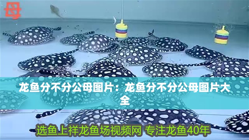 龍魚(yú)分不分公母圖片：龍魚(yú)分不分公母圖片大全