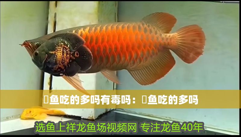 魟魚吃的多嗎有毒嗎：魟魚吃的多嗎