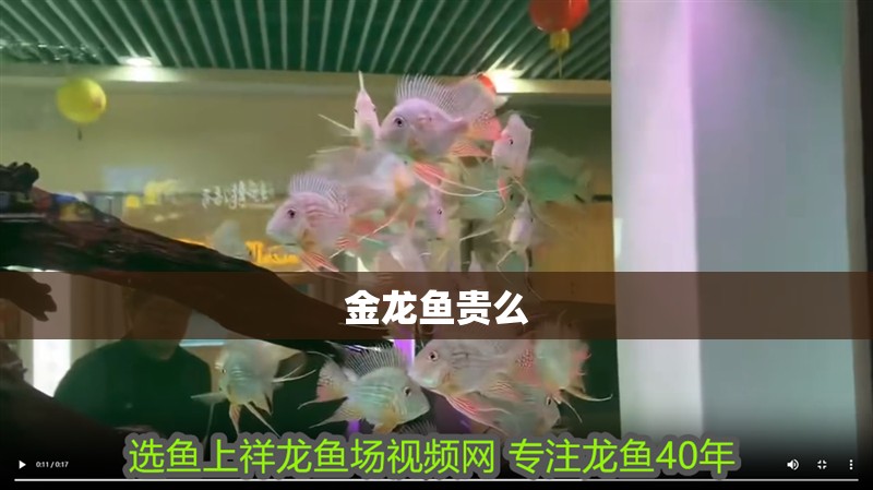 金龍魚貴么
