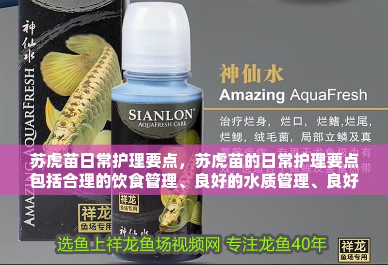 蘇虎苗日常護理要點，蘇虎苗的日常護理要點包括合理的飲食管理、良好的水質管理、良好的水質管理