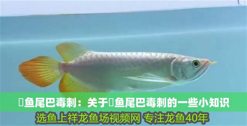 魟魚尾巴毒刺：關(guān)于魟魚尾巴毒刺的一些小知識(shí)