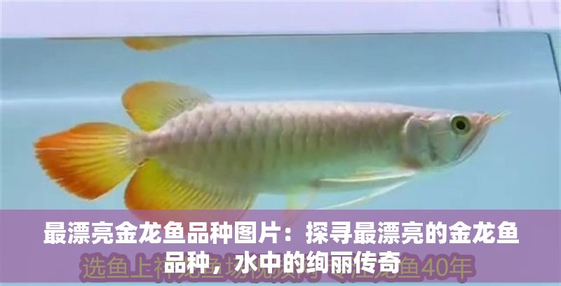 最漂亮金龍魚品種圖片：探尋最漂亮的金龍魚品種，水中的絢麗傳奇