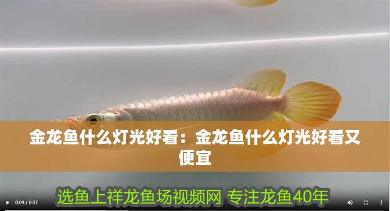 金龍魚什么燈光好看：金龍魚什么燈光好看又便宜 金龍魚什么燈光好看：金龍魚什么燈光好看又便宜 水族問答