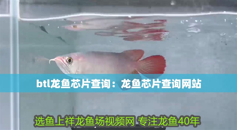 btl龍魚芯片查詢：龍魚芯片查詢網站