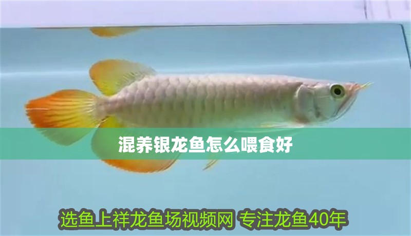 混養銀龍魚怎么喂食好 龍魚百科 第1張 混養銀龍魚怎么喂食好 混養銀龍魚怎么喂食好 龍魚百科 第1張