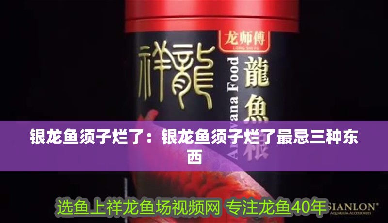 銀龍魚須子爛了：銀龍魚須子爛了最忌三種東西
