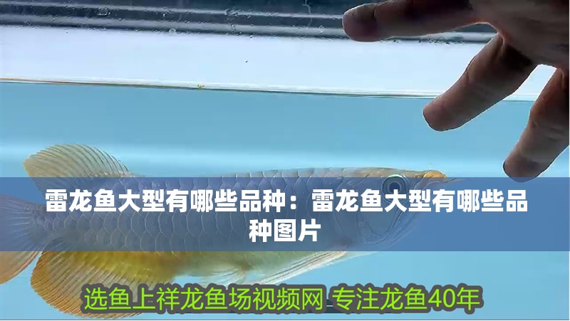 雷龍魚大型有哪些品種：雷龍魚大型有哪些品種圖片