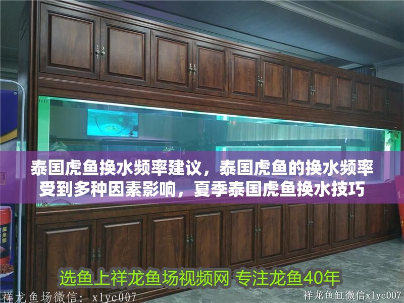 泰國虎魚換水頻率建議，泰國虎魚的換水頻率受到多種因素影響，夏季泰國虎魚換水技巧