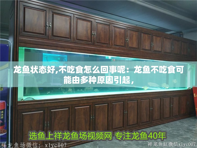 龍魚狀態(tài)好,不吃食怎么回事呢：龍魚不吃食可能由多種原因引起，