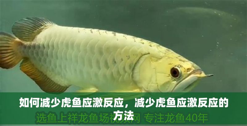 如何減少虎魚應激反應，減少虎魚應激反應的方法